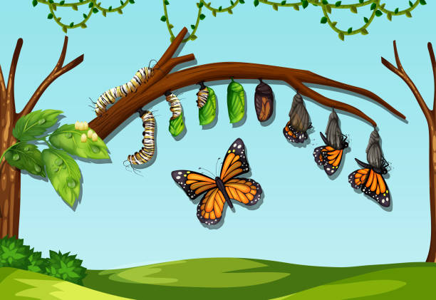 A butter fly life cycle A butter fly life cycle illustration egg to caterpillar stock illustrations