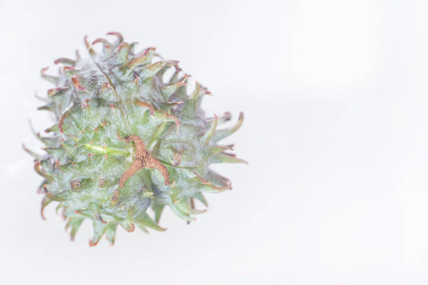 istock Green castor fruits - Ricinus communis 1132956253