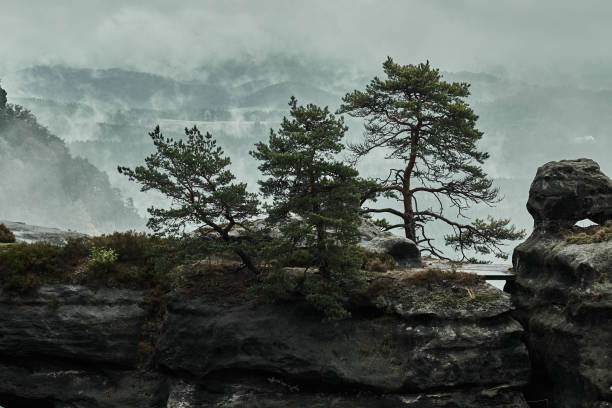 paisaje nebuloso brumoso de la puerta de pravcicka (pravcicka brana) el arco natural más grande de la piedra arenisca en europa en suiza checa (suiza bohemia o ceske svycarsko) parque nacional - pravcicka fotografías e imágenes de stock