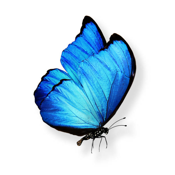 istock blue butterfly with legs and antennae. isolated on white background 1132956593
