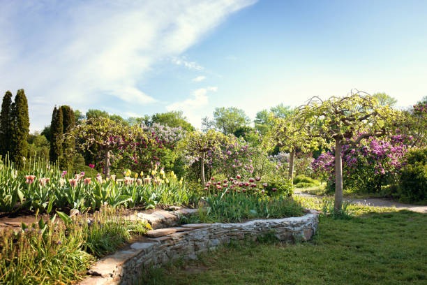 istock retaining wall with tulips in the garden 1132957242
