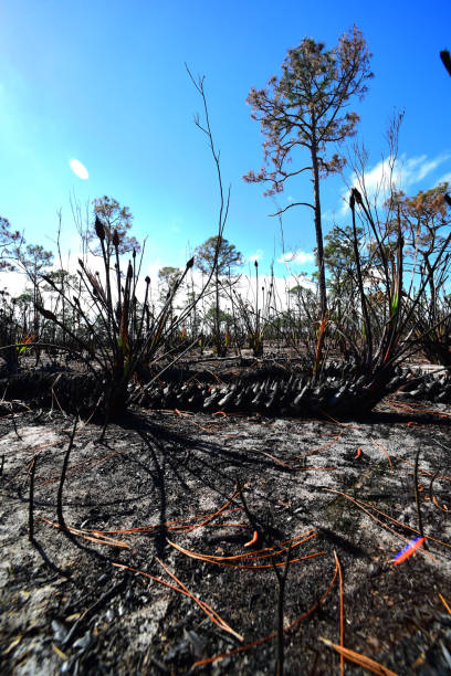 superficie de la scie brûlée palmetto repoussant après le feu dans la pinède - enviornment controlled fire palmetto saw palmetto photos et images de collection