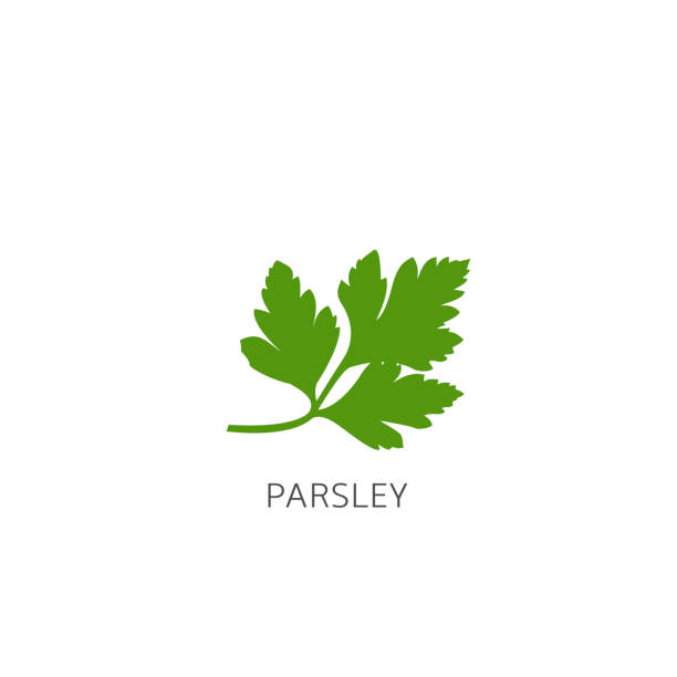illustrazioni stock, clip art, cartoni animati e icone di tendenza di illustrazione di parsley vector - parsley spice herb garnish