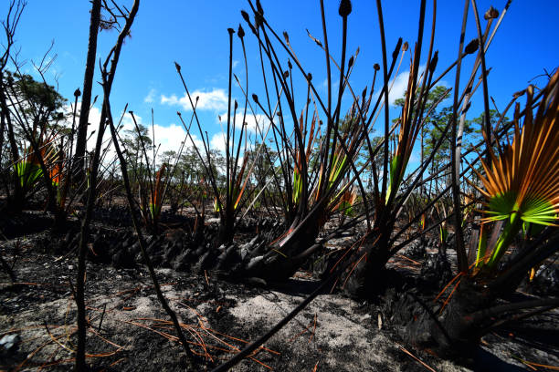 fermez-vous vers le haut de la scie brûlée palmetto repoussant après le feu dans la forêt de pins - enviornment controlled fire palmetto saw palmetto photos et images de collection