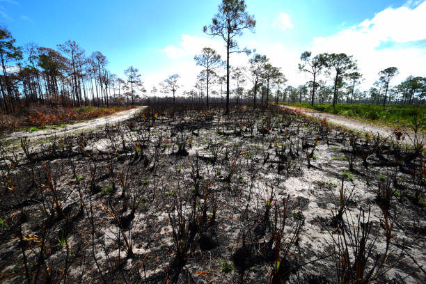 zone de sable nu, brûlé saw palmetto et pins toasty entre les feux de cheminée - enviornment controlled fire palmetto saw palmetto photos et images de collection