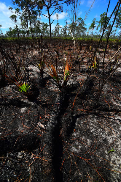 superficie de la scie brûlée palmetto avec de longs troncs et frondes repoussant après le feu dans la forêt de pins - enviornment controlled fire palmetto saw palmetto photos et images de collection