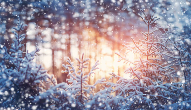 istock Beautiful tree in winter landscape in late evening 1132961888