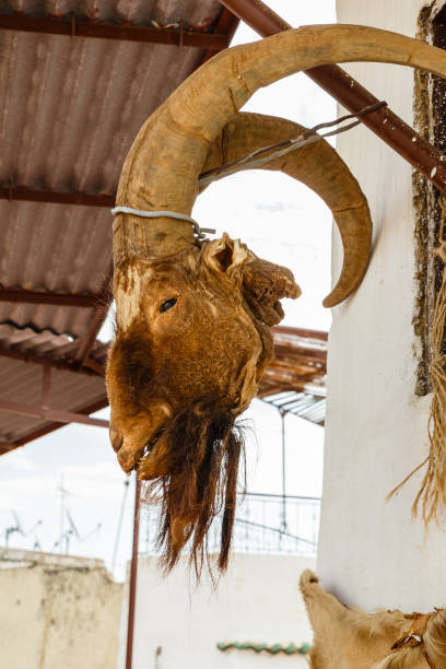 istock dead goat's head with horns hang on the wall 1132962442