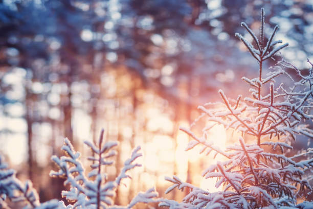 istock Beautiful tree in winter landscape in late evening 1132963335