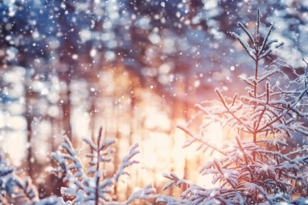 istock Beautiful tree in winter landscape in late evening 1132963797