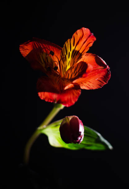 istock Bright alstroemeria flower on a black background. 1132965728