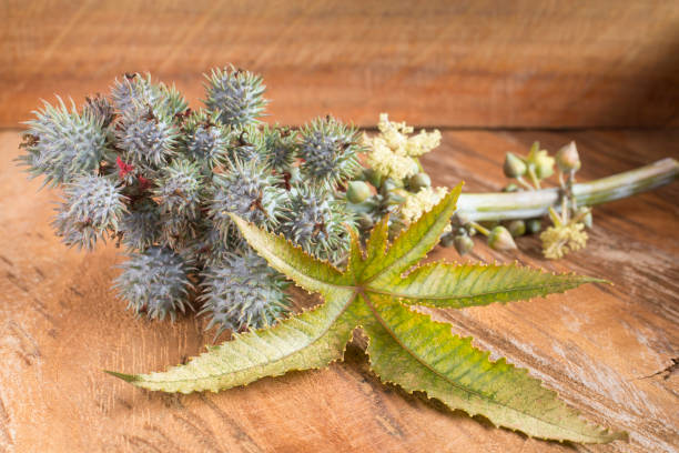 istock Green castor fruits - Ricinus communis 1132966536