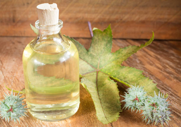 istock Fruits and castor oil - Ricinus communis 1132966668