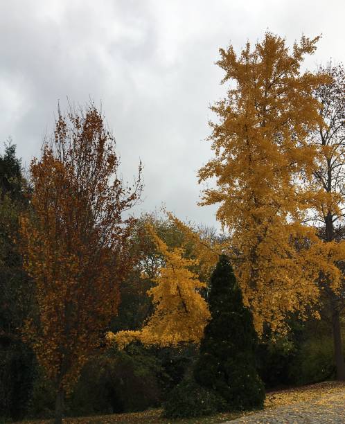 istock autumn yellowed leaves 1132967498