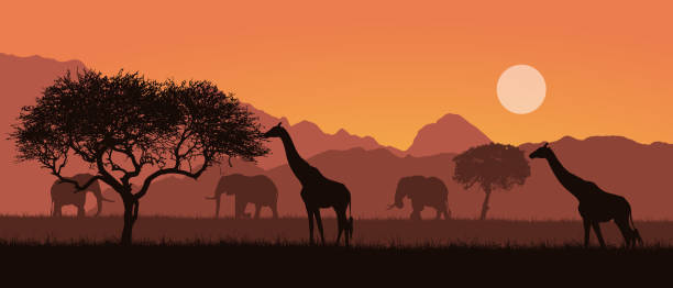 Realistic illustration of a mountain landscape on safari in Kenya, Africa. Giraffes and elephants with trees. Orange sky with sun - vector Realistic illustration of a mountain landscape on safari in Kenya, Africa. Giraffes and elephants with trees. Orange sky with sun - vector african animals stock illustrations