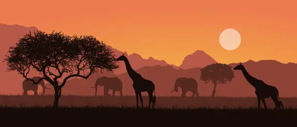 Vector illustration of Realistic illustration of a mountain landscape on safari in Kenya, Africa. Giraffes and elephants with trees. Orange sky with sun - vector