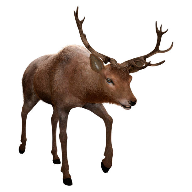 istock 3D illustration male deer on white 1132967987
