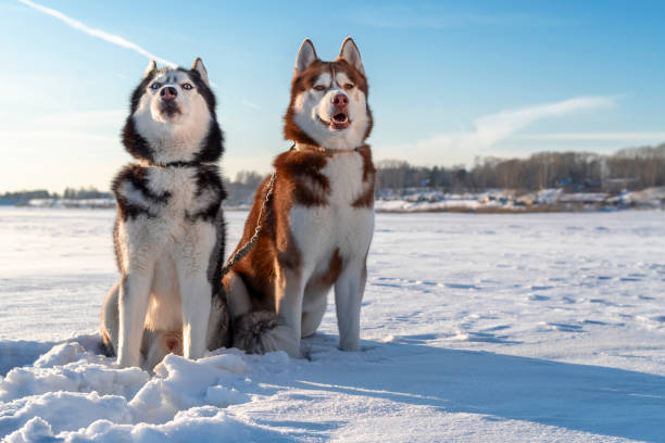 istock Husky dogs winter on background. Snow. 1132968175