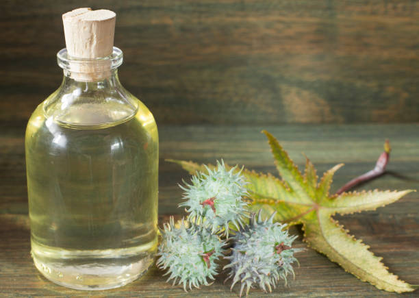 istock Fruits and castor oil - Ricinus communis 1132969263