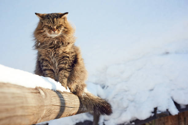 istock dishonest cat on white roof background 1132969313