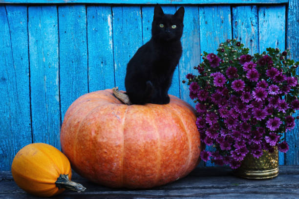 Black cat sitting on a pumpkin stock photo