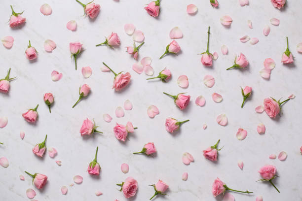 pink roses on a white background. Top view stock photo