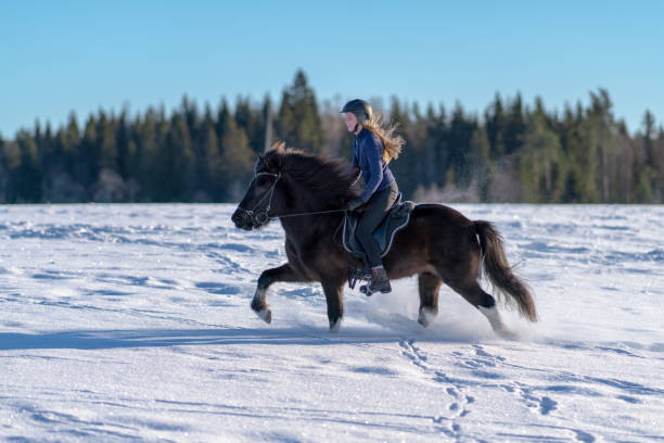 mujer sueca montando su caballo islandés en nieve profunda - horse iceland winter snow fotografías e imágenes de stock