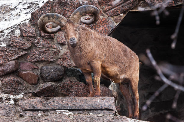 istock Daghestan tur. A wild mountain goat with large raogas 1132969881