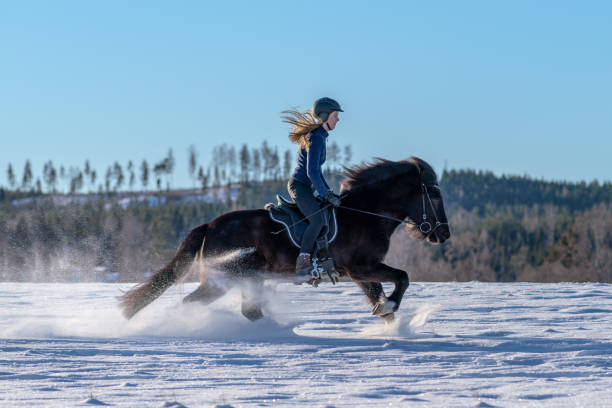 menina sueca que monta seu cavalo islandês na neve profunda - horse iceland winter snow - fotografias e filmes do acervo