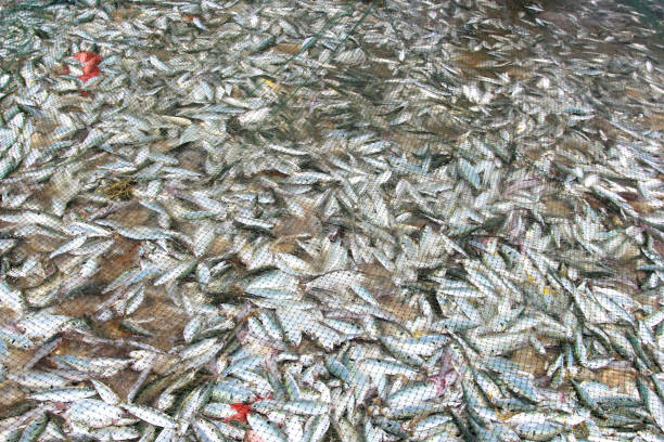 istock at the seaside Seine traditional fisherman catch a fish 1132970836