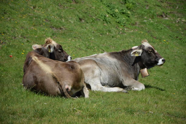 istock Cow in the mountains 1132971007