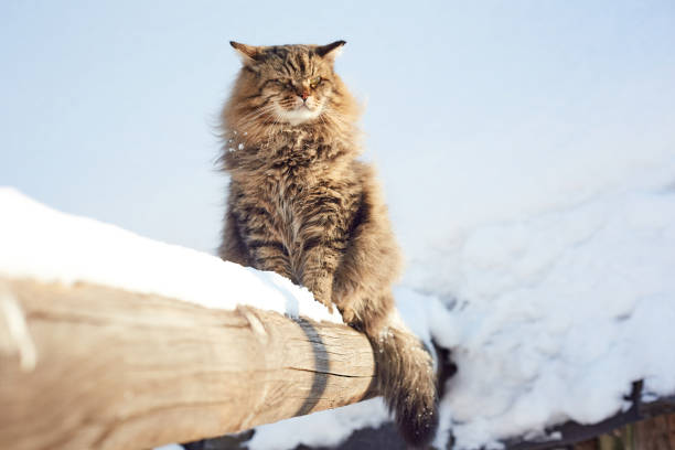 istock adorable fluffy siberian cat 1132971182