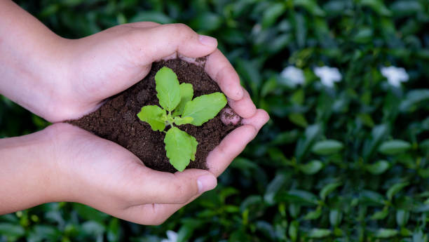 istock hands holding young plant on