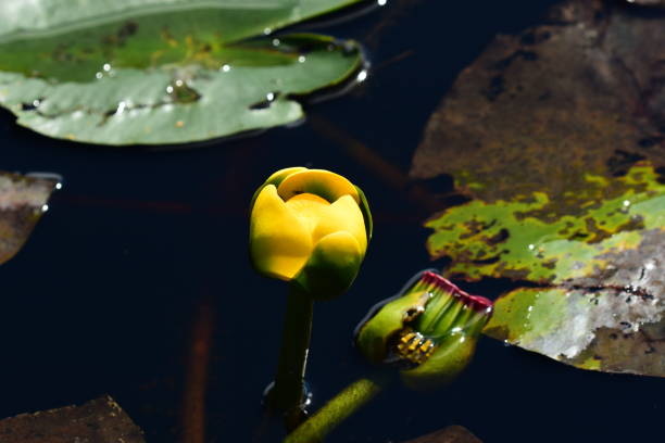 istock Old and new yellow lily bloom on lake 1132972486