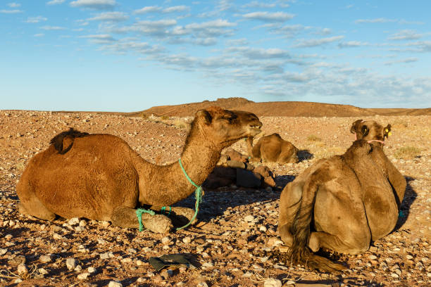 istock camels in the Sahara desert 1132973478