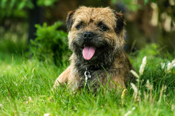 Border Terrier This is my little dog Bor, Border terrier, 28 june 2016 Amsterdam Holland border terrier stock pictures, royalty-free photos & images