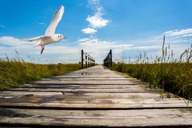 istock Panorama wooden pier North Sea 1132974046