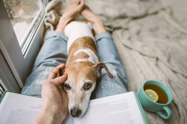 he cane da compagnia. vera amicizia. gambe da donna in jeans, un libro e un cane sonnecchiabile. l'atmosfera del comfort domestico. godersi la giornata con il mio jack russell terrier - dog education holding animal foto e immagini stock