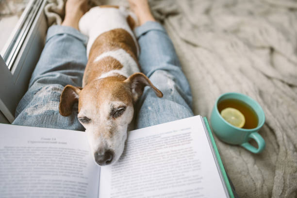 istock Napping dog and book. Perfest relaxed cozy weekend. Hot tea and interesting book 1132974956