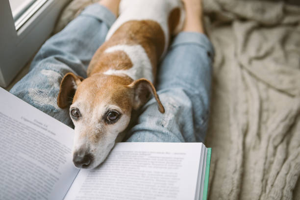 adorato fine settimana agghiacciante in casa. gambe da donna in jeans, un libro e un cane sonnecchiabile. l'atmosfera del comfort domestico - dog education holding animal foto e immagini stock