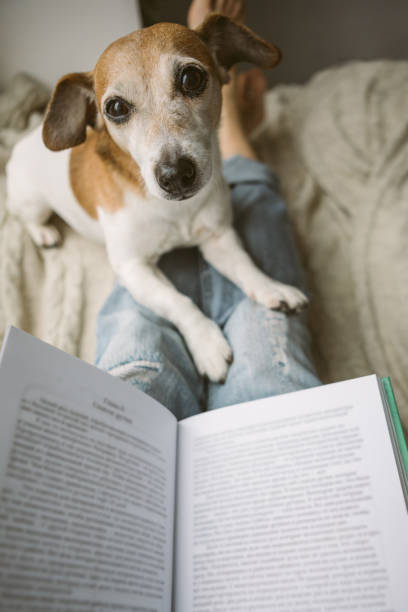 lettori. confortevole atmosfera accogliente e rilassata della casa. animale domestico e libro divertenti - dog education holding animal foto e immagini stock