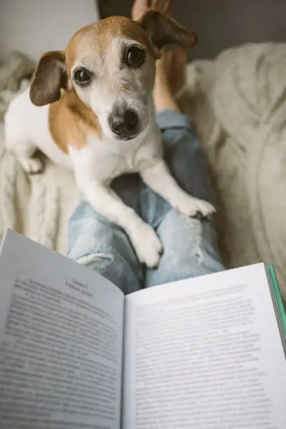 Photo of Readers. Comfortable cozy relaxed home atmosphere. Funny pet and book