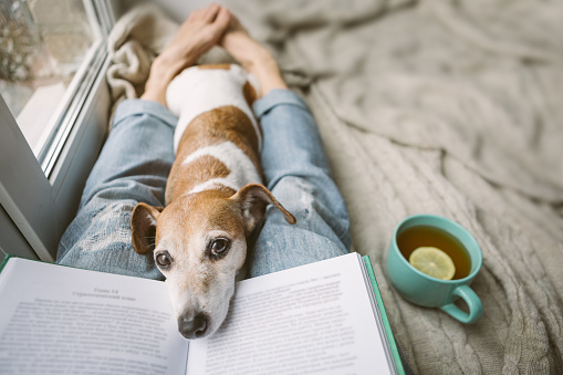 Reading at home with pet Jack Russell terrier. Cozy home weekend with interesting book, dog and hot tea. Beige and blue. Chilling mood