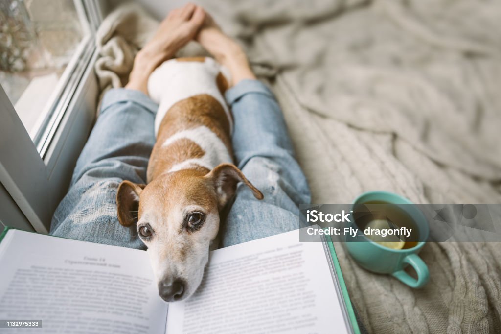 Reading at home with pet. Cozy home weekend with interesting book, dog and hot tea. Beige and blue. Chilling mood Reading at home with pet Jack Russell terrier. Cozy home weekend with interesting book, dog and hot tea. Beige and blue. Chilling mood Dog Stock Photo