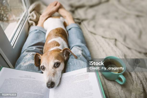 Reading At Home With Pet Cozy Home Weekend With Interesting Book Dog And Hot Tea Beige And Blue Chilling Mood Stock Photo - Download Image Now