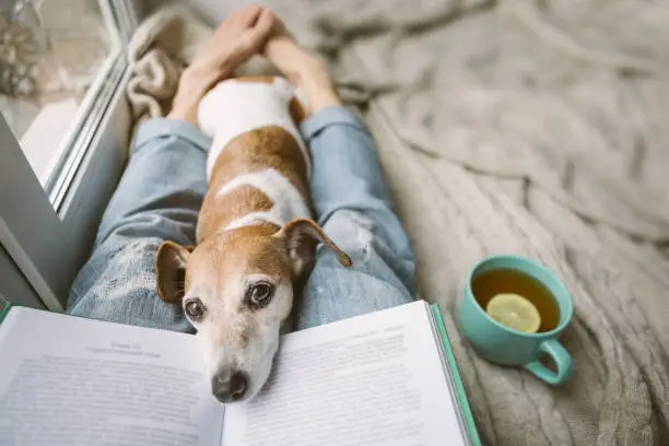 Photo of Reading at home with pet. Cozy home weekend with interesting book, dog and hot tea. Beige and blue. Chilling mood