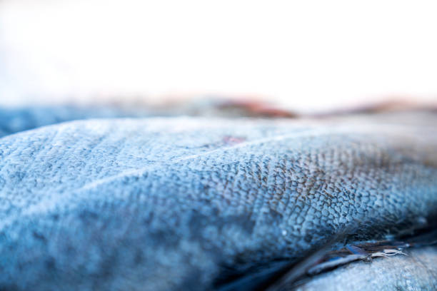 Fish lying in a barrel after being fished on the water