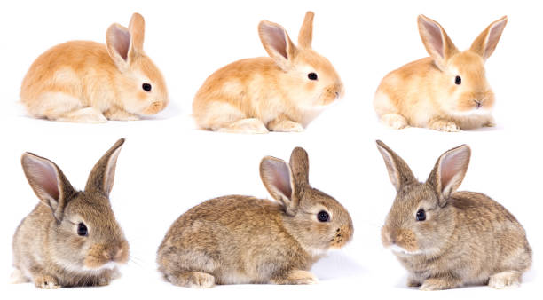 istock set of little fluffy bunnies 1132978746
