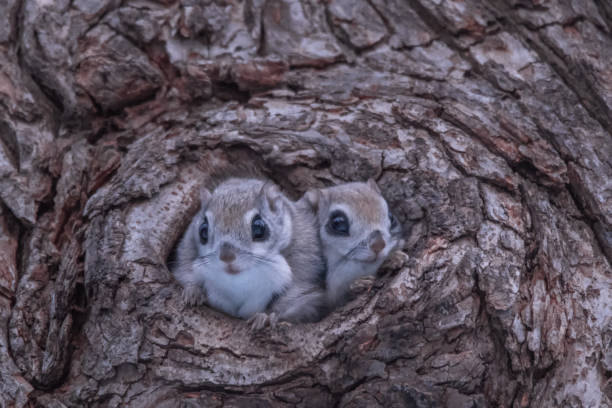 flying squirrel ( ezo momonga ) - azuki imagens e fotografias de stock