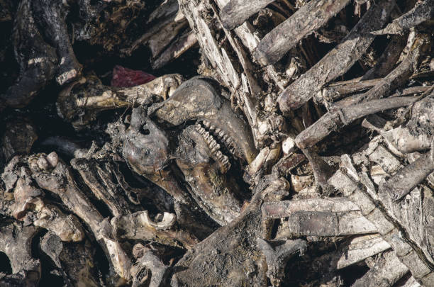 huesos de animales amontonados en un montón. muerte, carne, asesinato - animal skull drought animal bone dry fotografías e imágenes de stock